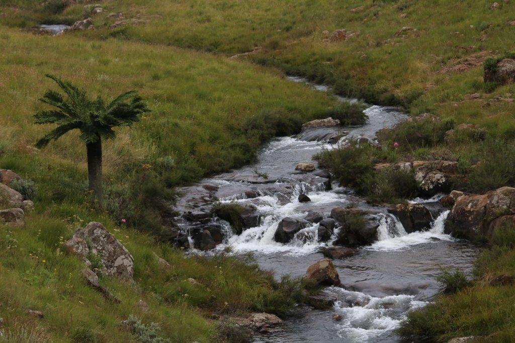 BEESTEKRAL TRAIL